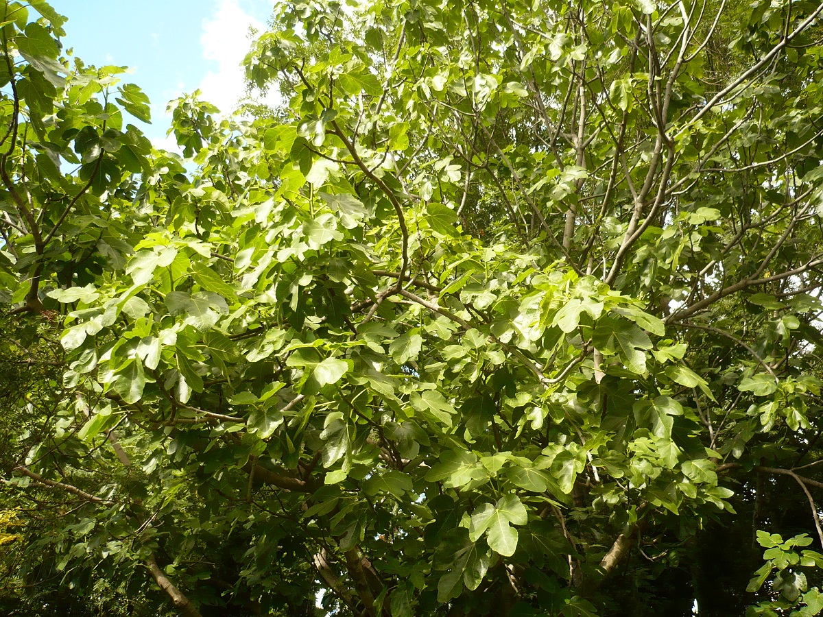 Ficus carica (Moraceae)